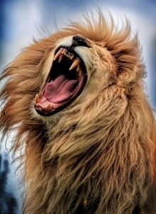 lion-roar